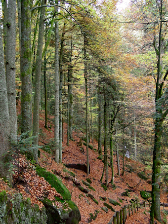 Black Forest in October